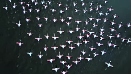 Flock of flamingos as seen from directly above as they take off and fly away from shallow water