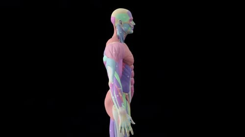 Animated 3D Male Muscular System with Anatomical Labels