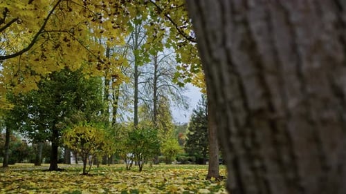 Goldene Herbstblätter bedecken den Baumstamm im wunderschönen Naturpark