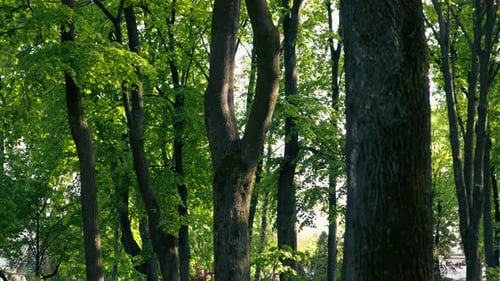 Central Part the City Public Park for Recreation Manicured Plants and Trees Summer Mood Park Alley