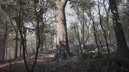 Forest of Trees with Dirt Floor in the Morning