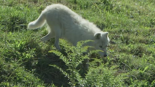 Canadian Wildlife - Elderly male arctic wolf slow motion on summer tundra
