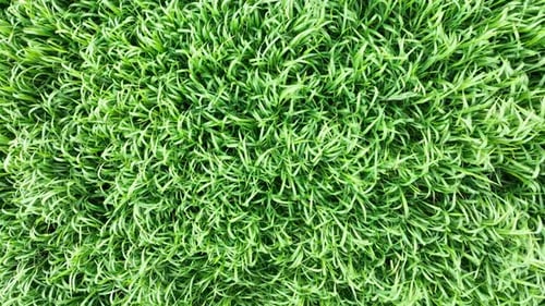 view of green wheat field from drone