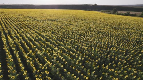 Picturesque Sunflower Field at Sunset