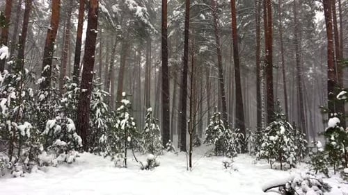 Low angle shot of snowstorm snowflakes falling down in the pine tree forest.