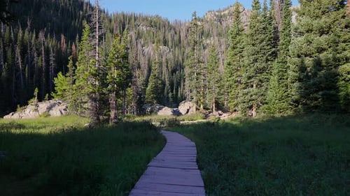 Dreamlike Forest Visuals Creating A Sense Of Wonder And Calm Inside Nature