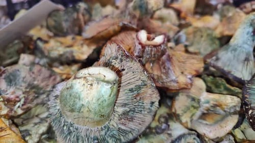 Stack Of Mushrooms On The Market Stand 4
