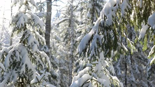 Dia ensolarado na floresta de inverno. Vista aproximada de um galho de pinheiro. Neve caindo.