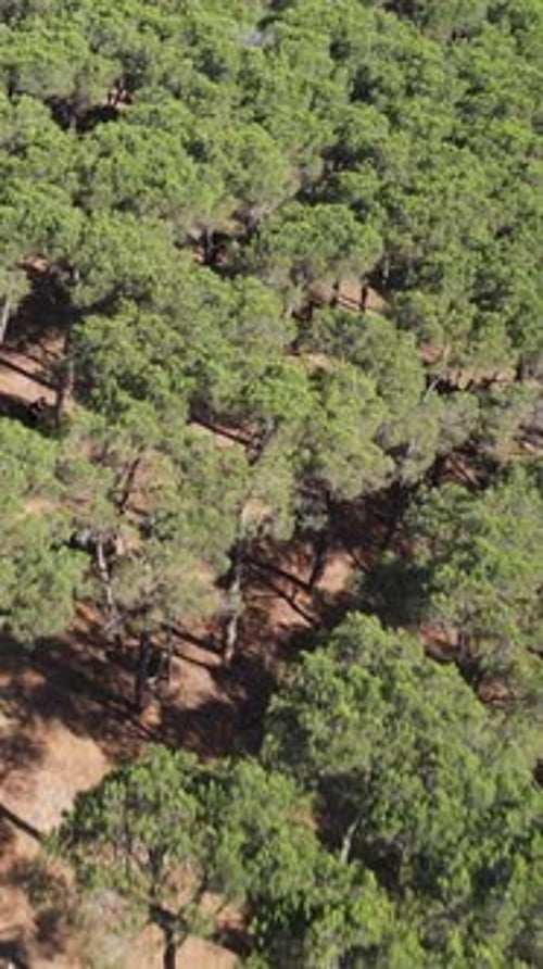 Forest Natural Park Aerial View