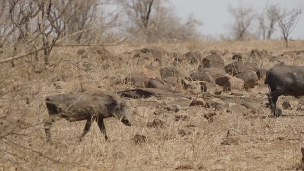 Warthogs crossing dry savanna in slow motion, one exits frame as ...