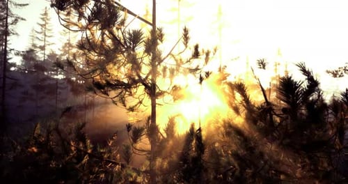 La lumière du coucher du soleil filtre à travers les arbres dans un paysage forestier serein