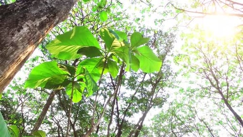the sun shone through the green leaves in the forest