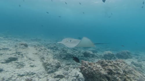 Stingray Glides Over the Sea Floor and Passes Close to the Camera