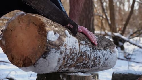 Male Hand Sawing a Log in Sunny Winter Forest Strong Guy Working with a Saw in Snowy Woodland