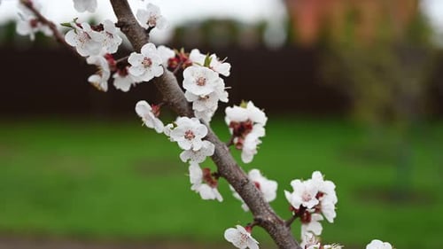 Spring Season with Blooming Apricot Tree Branches
