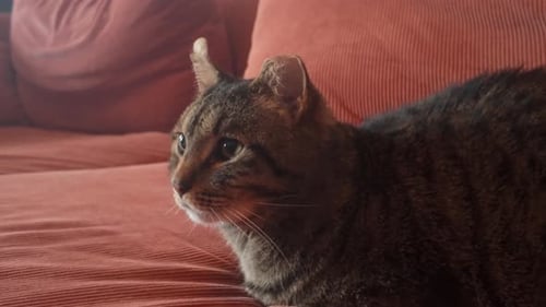 House Cat