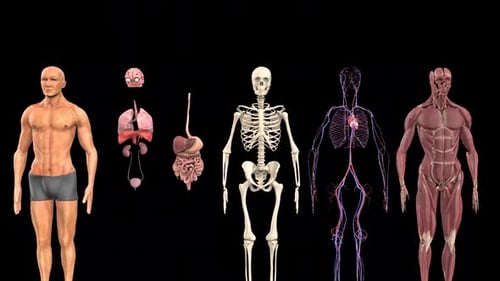 Animated 3D Human Body Anatomy Systems