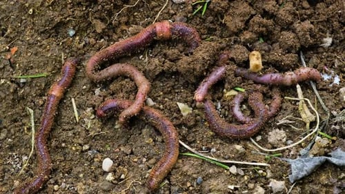 Würmer, die sich im Boden bewegen