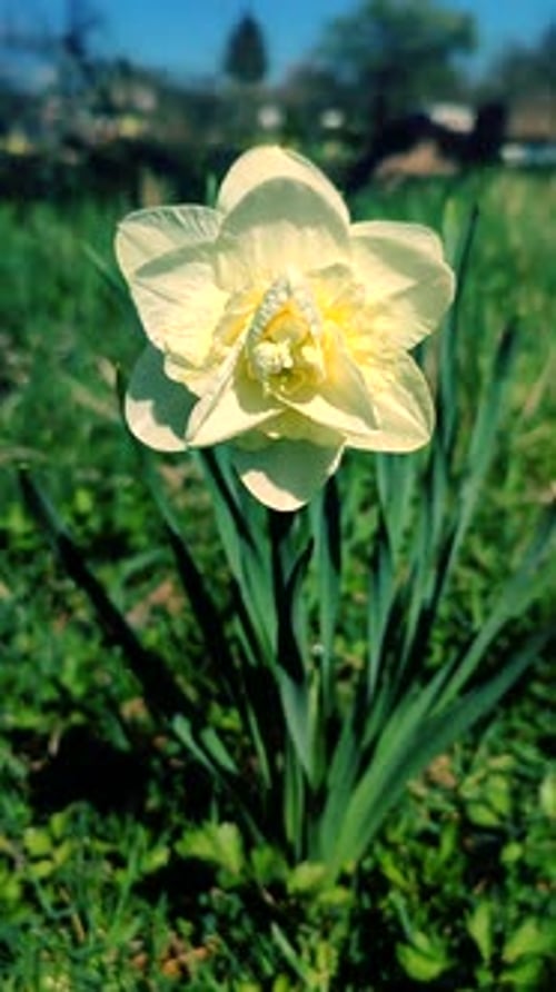 One Large White Narcissus Flower Petals and Stamens Growing Green Grass Vertical