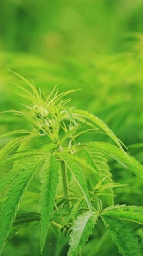 Legale grüne Marihuana-Cannabisblätter