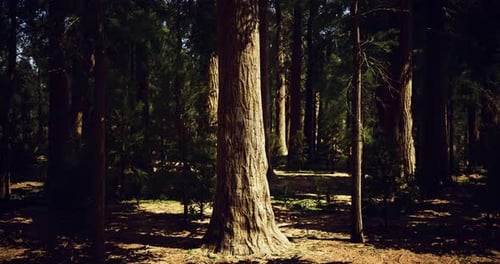 Majestic Tree Standing Tall in a Serene Forest Environment During Daylight