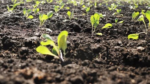 Camera Movement Along a Garden Bed of Young Seedlings