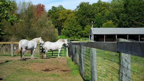 Two White Horses Stand in a Fenced Pasture on a Sunny Day Surrounded By Green Vegetation and a Rural