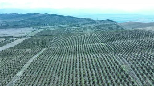 aerial view of an orchard with neatly planted trees, spreading across the landscape. The distant mou