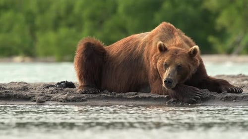 Brown Bear scouting for Salmon fish in a river stream at Kamchatka, Russian federation