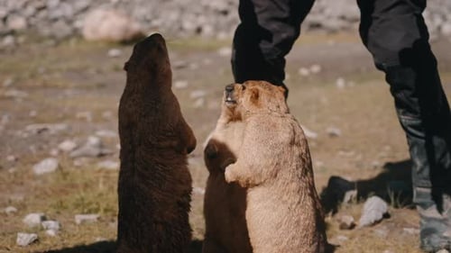 Curious Marmots Standing in Sunny Grassy Field