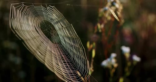 Gros plan : toile d'araignée naturelle délicate accrochée à des plantes floues dans un pré et flottant à la campagne