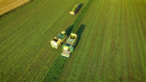 Farmer in Combine Harvester on Industrial String Beans Farm Field