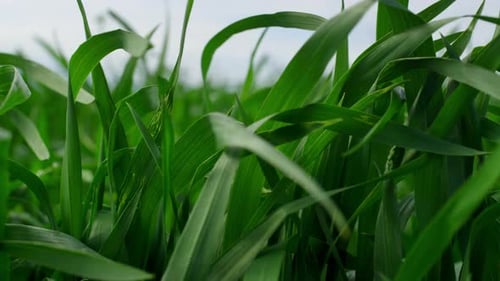 Grünes Gras, das im Wind weht, im Hintergrund der Natur, Landwirtschaft, Feld
