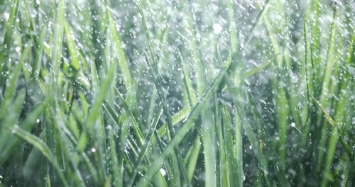 Grünes Gras in Nahaufnahme Regentropfen, die langsam auf das Gras fallen. Aufgenommen mit einer Superzeitlupenkamera