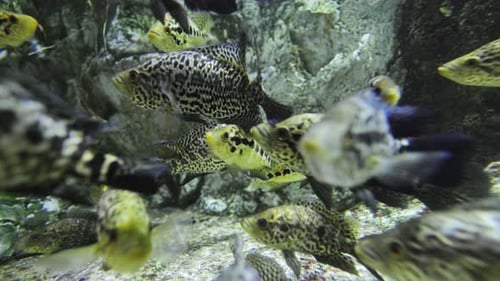 Tropische Fische im Aquarium
