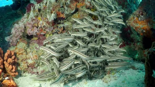 A flock if Striped catfish (Plotosus lineatus) on the bottom of the sea floating around coral polyp