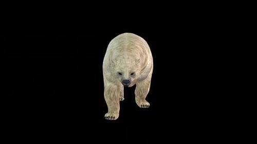Polar Bear Walk Front