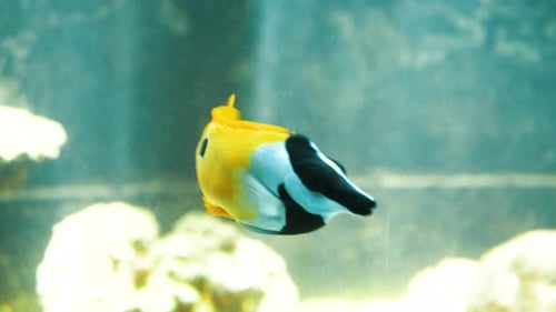 Ein kleiner gelber, schwarz-weißer Fisch schwimmt sanft in seinem Gehege umher, ohne sich Sorgen zu machen, im