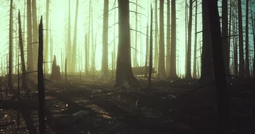 Misty Forest with Tall Trees Illuminated By Soft Light at Dawn