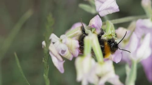 Bumblebee Pollinating Lilac Flowers in a Natural Setting