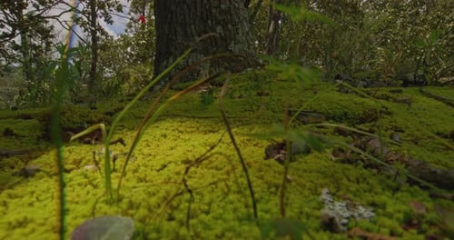 Makro Forest Floor leuchtend grüner Moosbaumstamm aus nächster Nähe