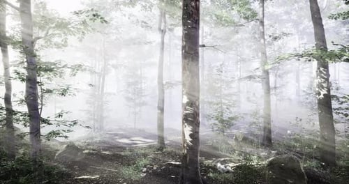 Magical Forest Mist Brings Serenity and Wonder During Early Morning Light