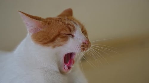 Ginger and White Cat Yawning in Close Up