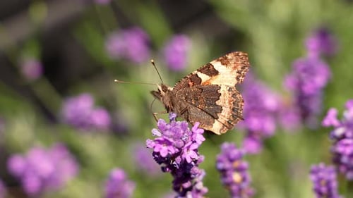 Tortoiseshell Butterfly On Lavender Flowers
