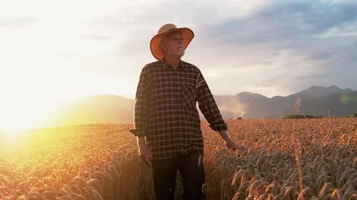 Elderly Farmer Walking Through Wheat Field at Sunrise