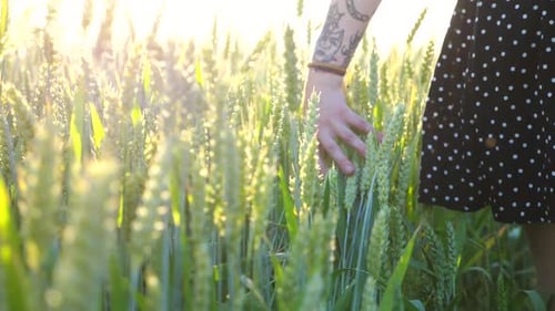 Young Girl Walking Through the Barley Field and Gently Touching Ripening Ears of Crop Female Arm