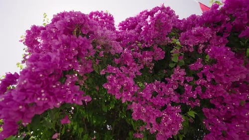 Abundant bougainvillea blooms against a bright sky