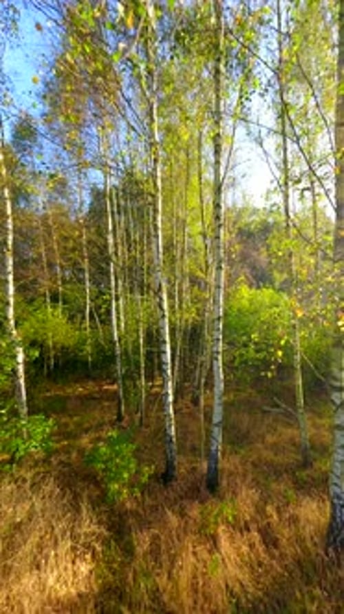 Beautiful Autumn in the Birch Forest Aerial