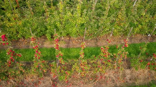 Apple Fruit Orchards in Agricultural Field, Row of Red Fresh Ripe Apples Plants Trees in Countryside
