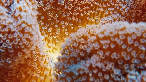 Coral Reef in Papua Raja Ampat Indonesia Underwater View of the Colourful Reef Waving in the Water
